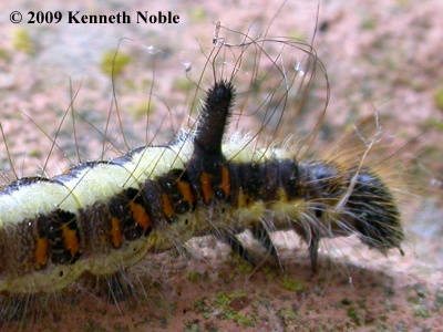 grey dagger larva (Acronicta psi) detail - Kenneth Noble